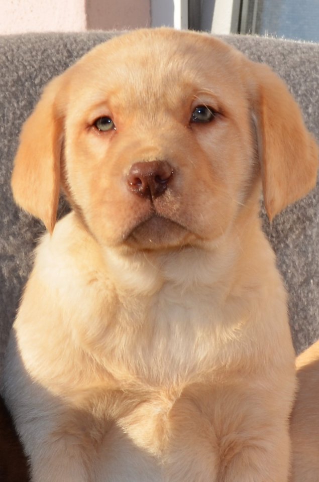Labrador Welpen in braun und blond - Hunde - Breitenbrunn