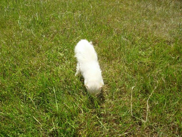 Maennliches Albino Frettchen sucht neues zuhause  - Frettchen - Alpen