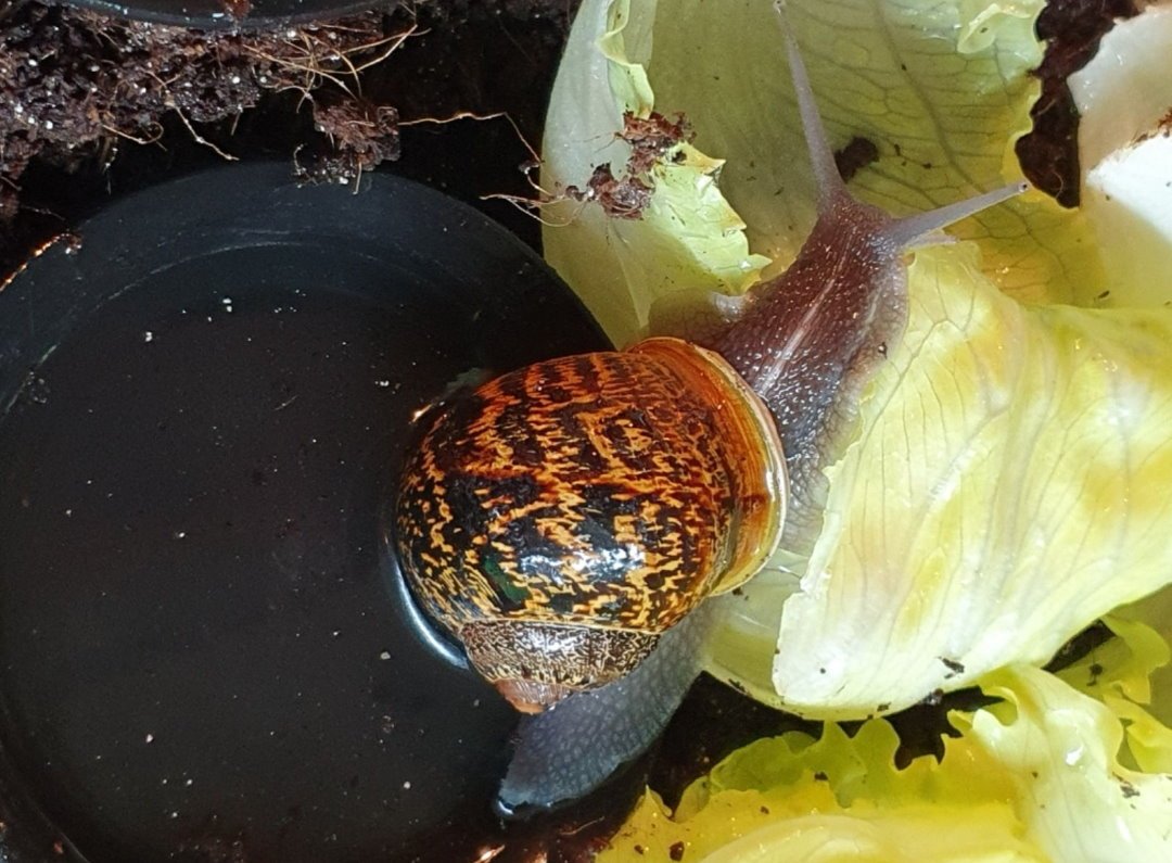 Gefleckte Weinbergschnecken Babys ( Cornu aspersum ) - Sonstiges - Rodgau