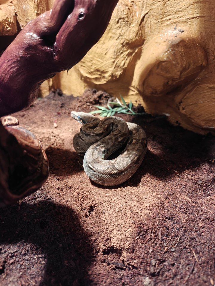 Mix Boa Constrictor Ecuador - Reptilien - Thüngersheim