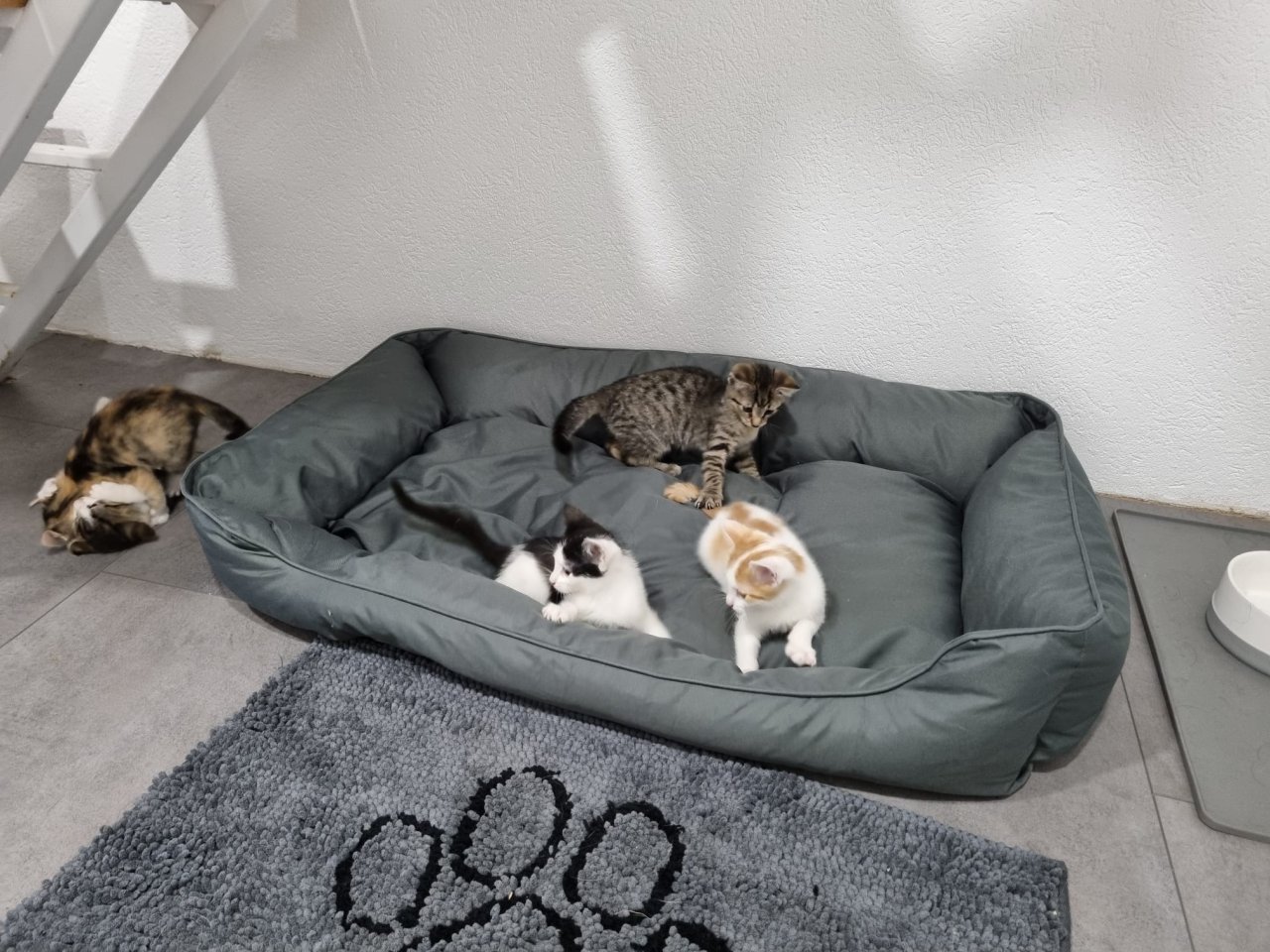 Katzenbabys, Kitten, Katze - Katzen - Hanau