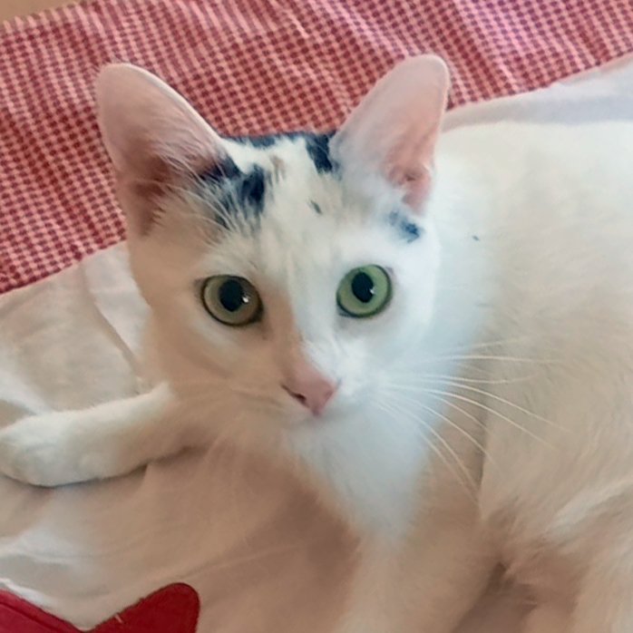 SCHNEEWITTCHEN - weiblich  1 Jahr  europäische Kurzhaar  Gechipt  Kastriert - Katzen - Lauf an der Pegnitz