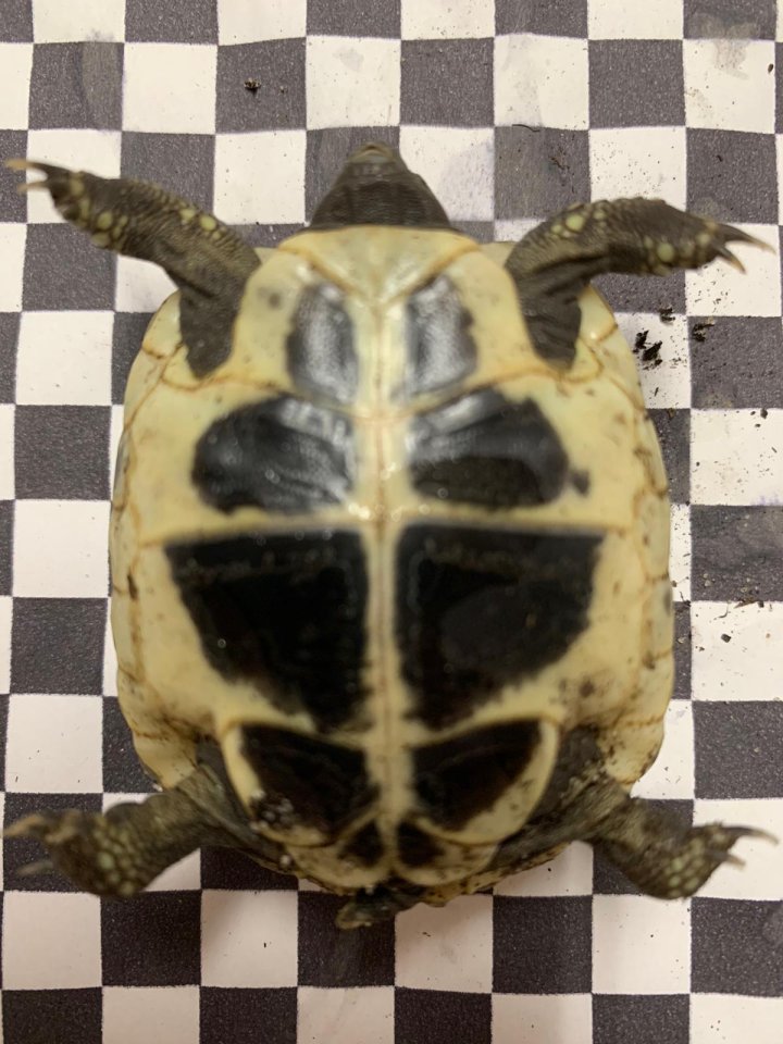 Griechische Landschildkröten Paar - Reptilien - Crailsheim