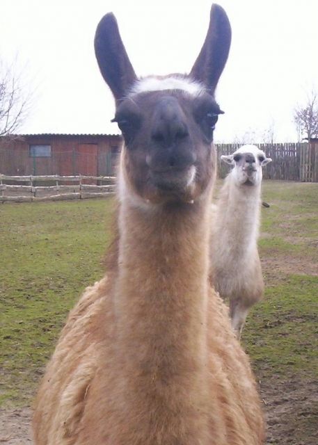 Lama - Sonstige Haustiere - Gröningen