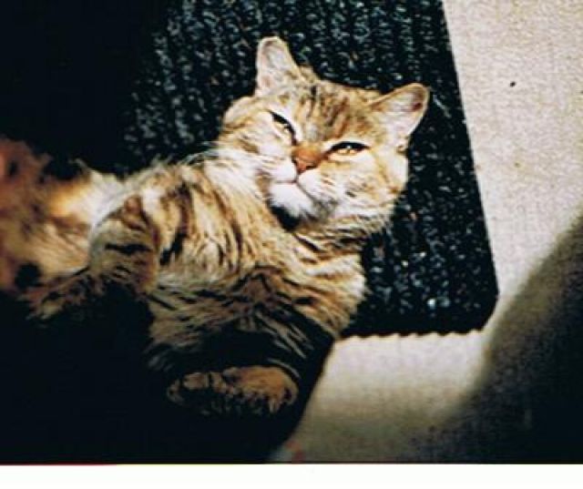Findelkatze sucht neues Nest - Katzen - Obergriesbach