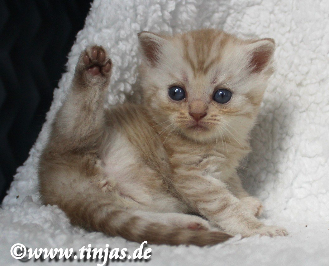 BKH-Britisch Kurzhaar Katzenbaby in cinnamon silver tabby spotted - Katzen - Berlin