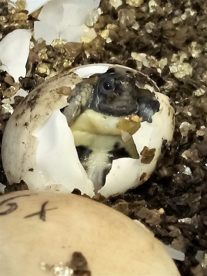 Griechische Landschildkröten NZ abzugeben - Reptilien - mannheim