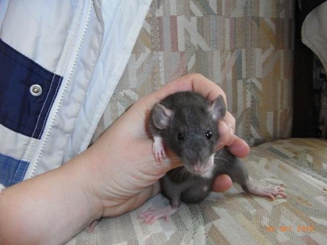 Ratten aus langjähriger Hobbyzucht - Nagetiere Allgemein - Allendorf