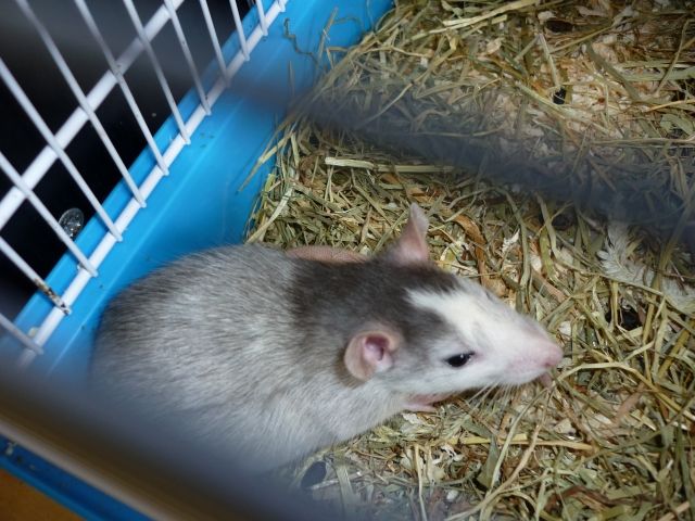 Ratten Babys zu verschenken - Ratten - nürnberg
