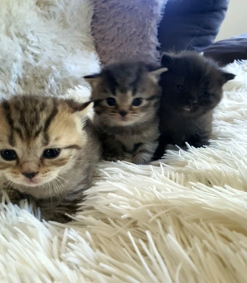 Süsse reinrassige Bkh Kitten - Katzen - Strotzbüsch