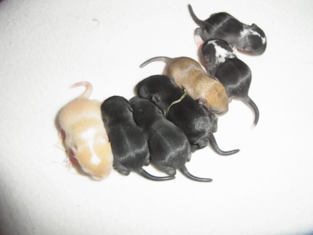 Süße Rennmäuse, Gerbils vom Clan of little runners suchen dich ! - Maeuse - Hamburg