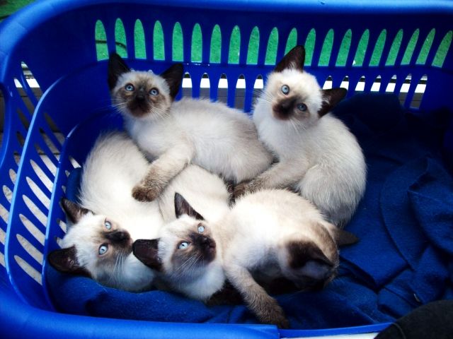 Süße Siam Kätzchen zuverkaufen - Katzen - Gerolstein