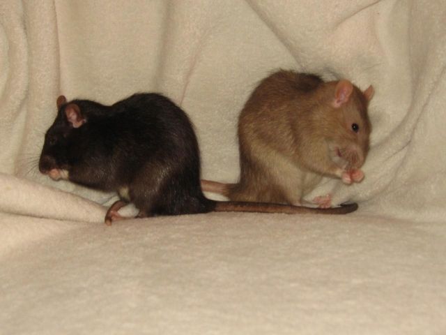 Ratten-Nothilfe Leipzig  und Umgebung - Tiere In Not - Leipzig
