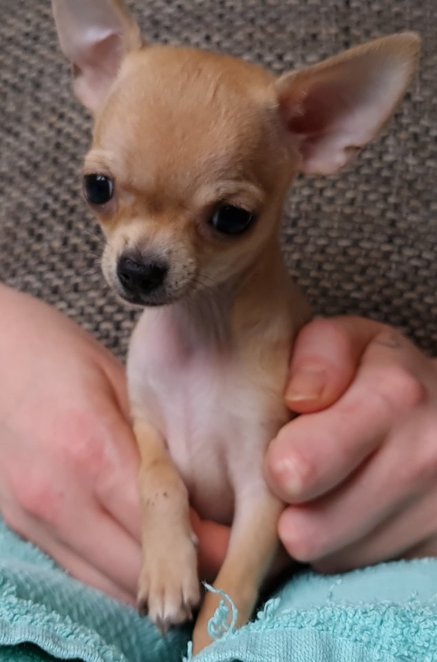 Zuckersüßer chihuahua rüde Abgabebereit - Hunde - Berlin