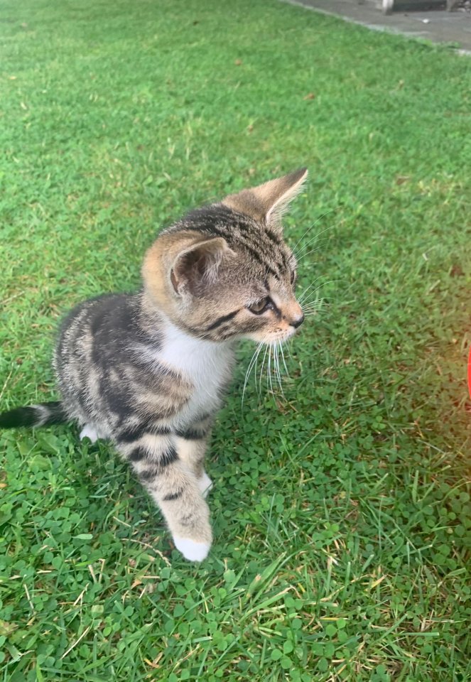 Kitten, Katzenbabys, Hofkatzen - Katzen - Ascheberg