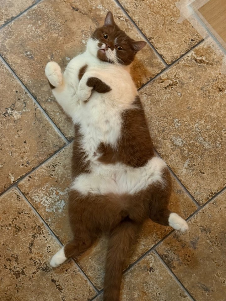 Wurfankündigung BKH Kitten - Katzen - Großheide Westermoordorf