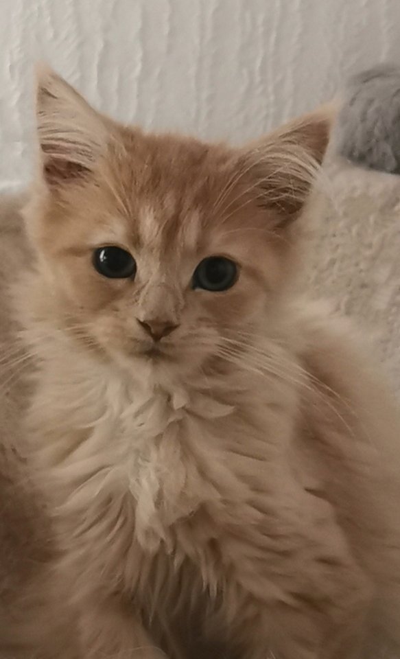 Maine Coon Babys suchen ein neues Zuhause - Katzen - Brilon