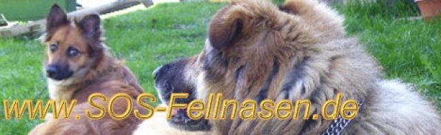 Wer will uns? Jung, alt, groß und klein - Hunde - Weilheim/Schongau