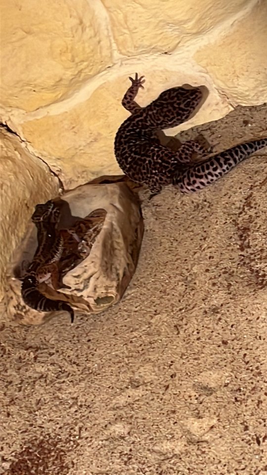 Leopardengecko black Night - Reptilien - Erfurt 