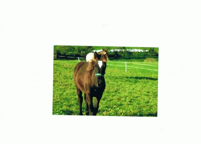 Appi-Stutfoglen - Pferde - Plaue