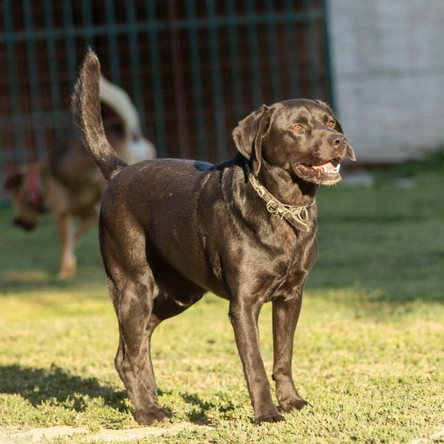 Leuschko...möchte gerne einer Familie Freude bringen - Hunde - Hünfelden