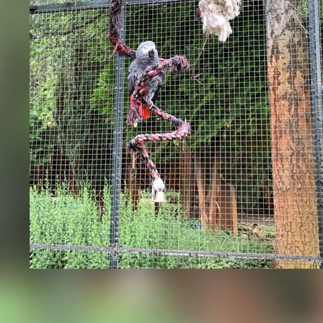 SUCHE Henne für Hahn - Graupapgei ohne Käfighaltung - Tierboersen - Berlin