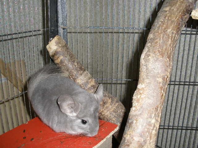 Chinchilla Weibchen AFRO VIOLETT !!!!!!!!!!!!!! - Nagetiere Allgemein - Ulm