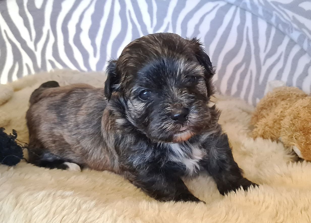 Havaneser Welpen reinrassig Rüde Hündin - Hunde - Karstädt