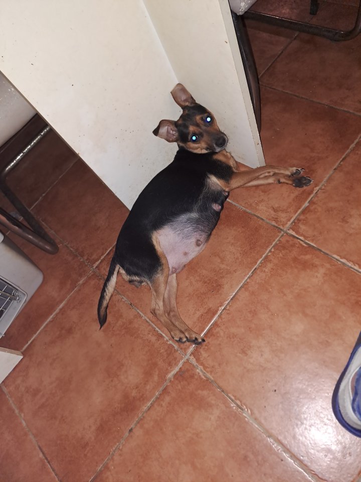 Zwergpinscher junghündin - Hunde - Leipzig