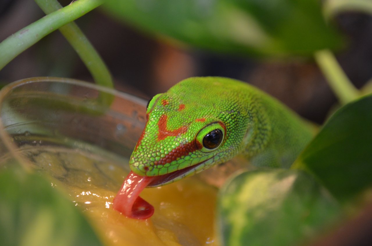 Große Madagaskar Taggeckos Jungtiere 0.0.5 DNZ 07-09/24 High Red - Reptilien - Krefeld