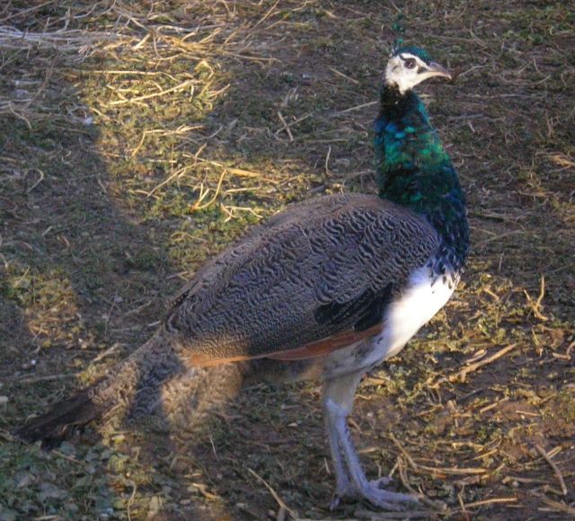 PFAUENHAHN BLAU  - Sonstige Nutztiere - Hilgertshausen-Tandern