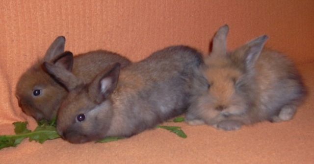 Kuschelige Kaninchenkinder suchen neue Möhrchengeber - Hasen Kaninchen - berlin