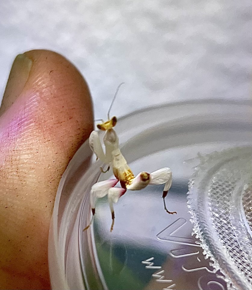 Hymenopus coronatus - Insekten - Essen
