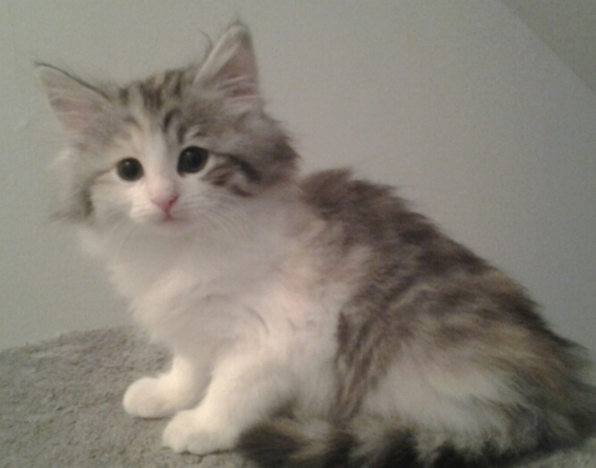 Norwegische Waldkatzen Babys sehr verschmusst, Papiere, Impfungen in blue, silbe - Katzen - Essen