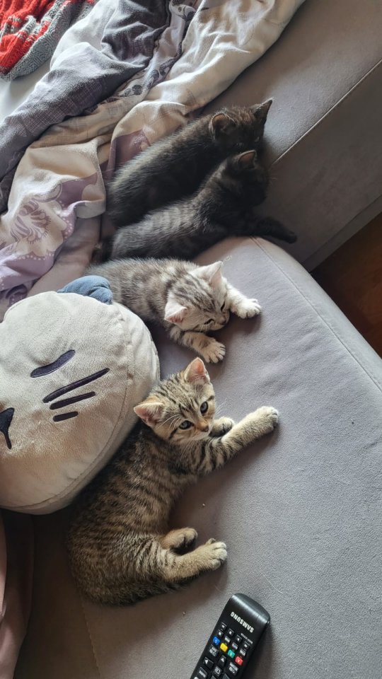 Ägyptisch Mau - BKH Mix Kitten - Katzen - Voerde