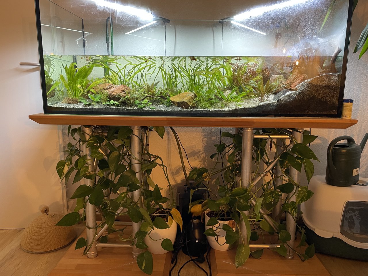 Mississippi Höckerschildkröte mit Aquarium und Zugehör - Reptilien - Oldenburg