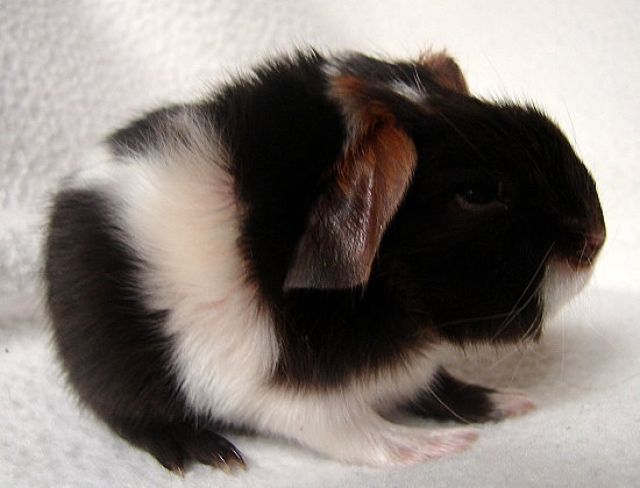 Rassemeerschweinchenbabys aus gepflegter, kleiner Hobbyzucht - Meerschweinchen - Essen