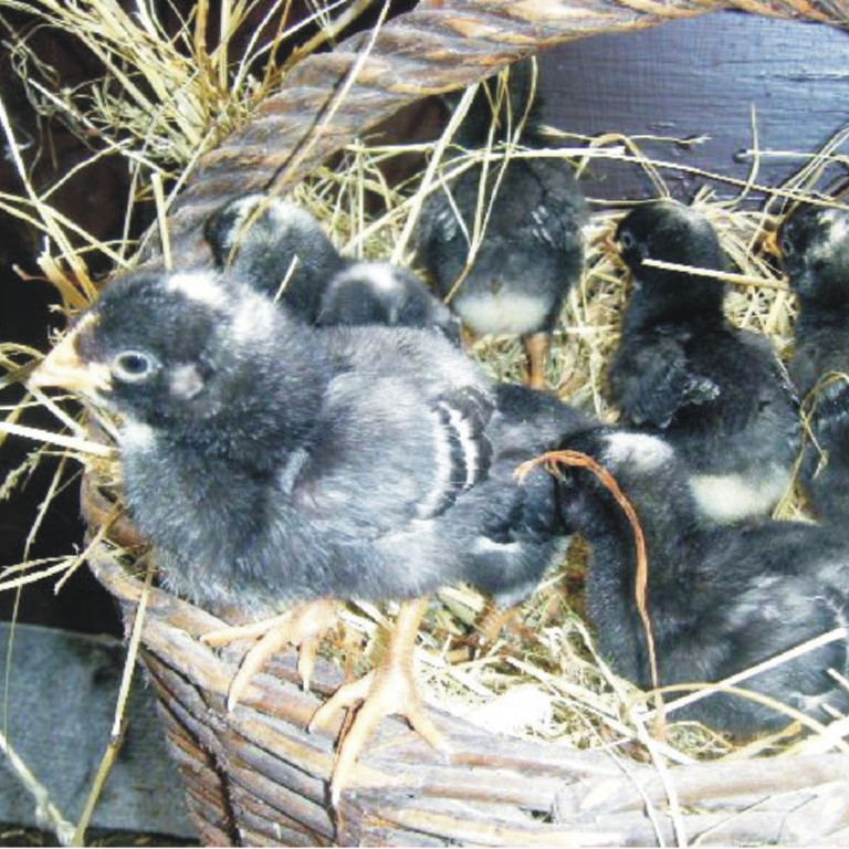 Amrock - Küken - Nutztiere - Lunzenau