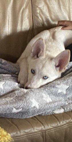 Kuschelbär mit tollem Charakter sucht Hündin - Hunde - Altenkirchen