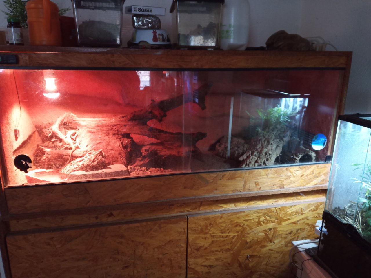 Drei Zwergbartagamen mit oder ohne Holzterrarium - Reptilien - Maintal