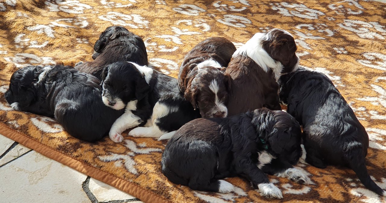 Portugiesische Wasserhund-Welpen - Hunde - Medlingen