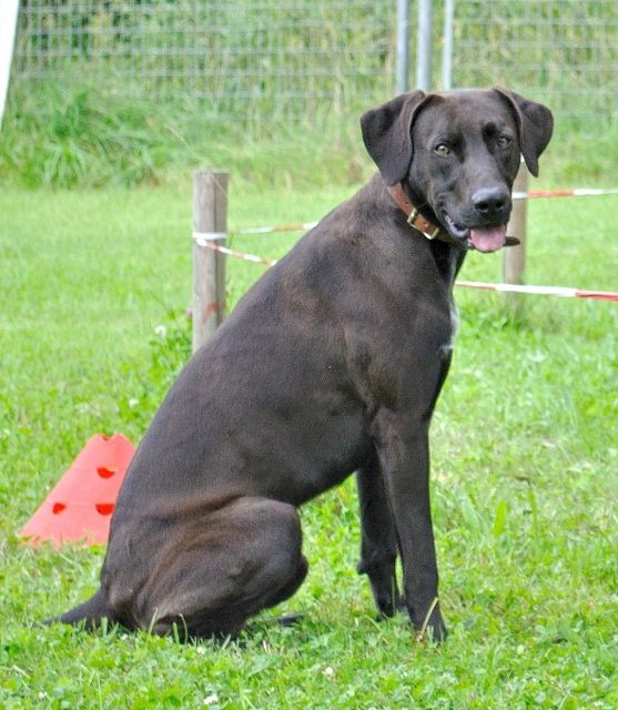 Momo sucht dringend ein neues Zuhause - Tiere In Not - Bayerbach