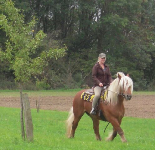 Schone und liebe comtois wallach geritten und gefahren ein super freizeitpferd - Pferde - Ennigerloh