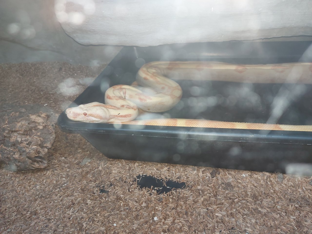 Paar Albino Sunglowboas - Reptilien - Berlin