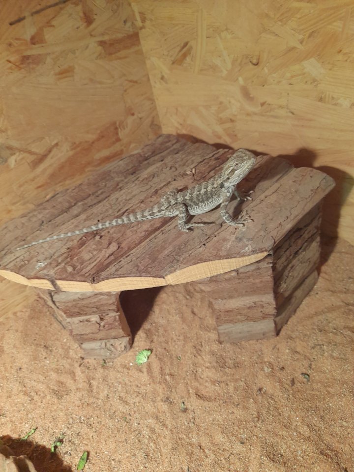 Bartagamen Babys 3 Monate alt - Reptilien - Burgbernheim