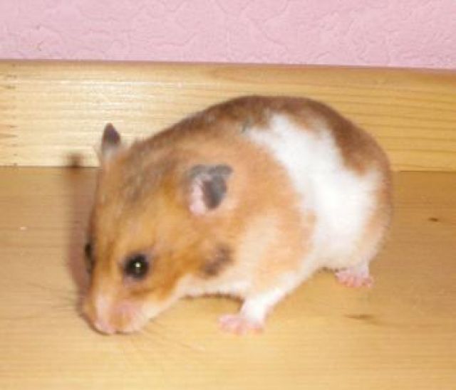 Hamster zu verschenken!! - Hamster - Haßfurt