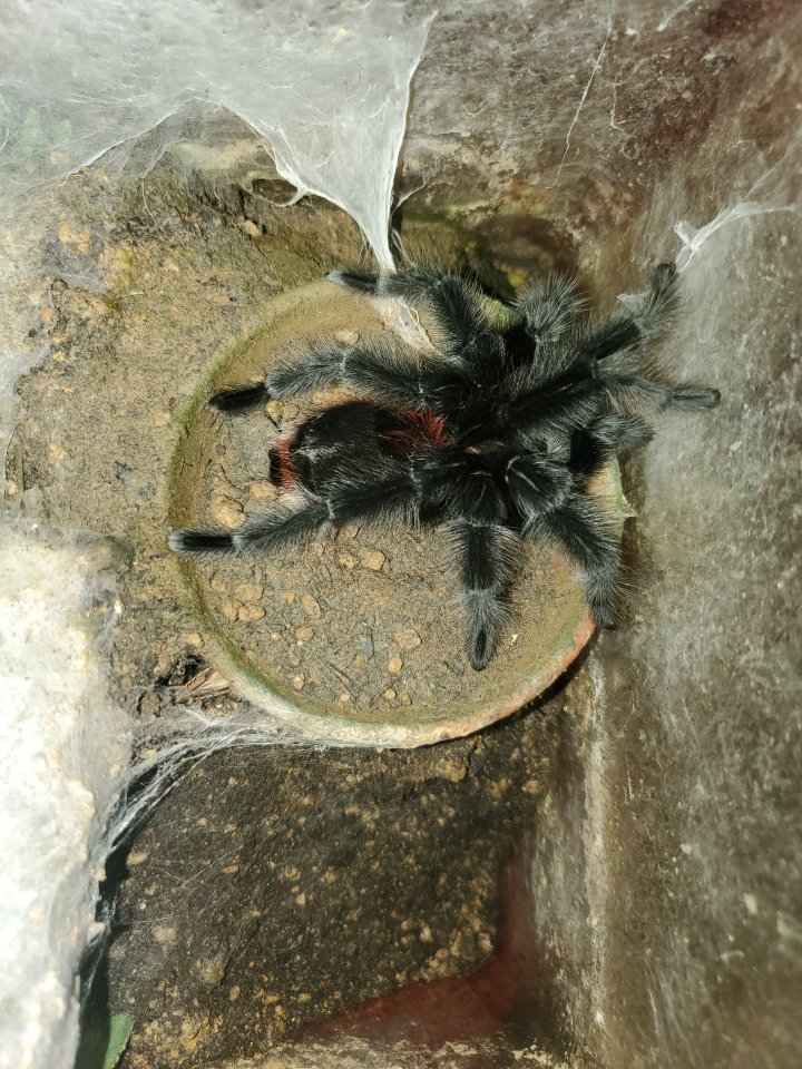 Grammostola iheringi 1.0, subadult - Insekten - Köln