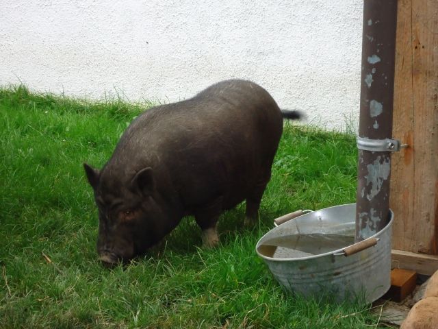 Minischweinpaar abzugeben.... - Tiere In Not - Marklkofen