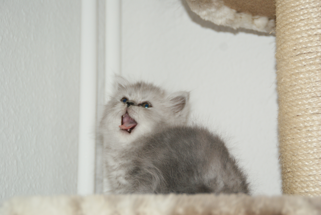 Perser Mädchen - Katzen - Chemnitz