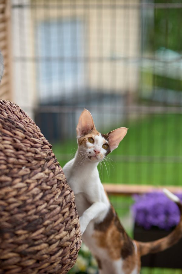 Ein bunter Haufen Orientalischer Kurzhaar Kitten von der zauberhaften Olivia (ch - Katzen - Raunheim